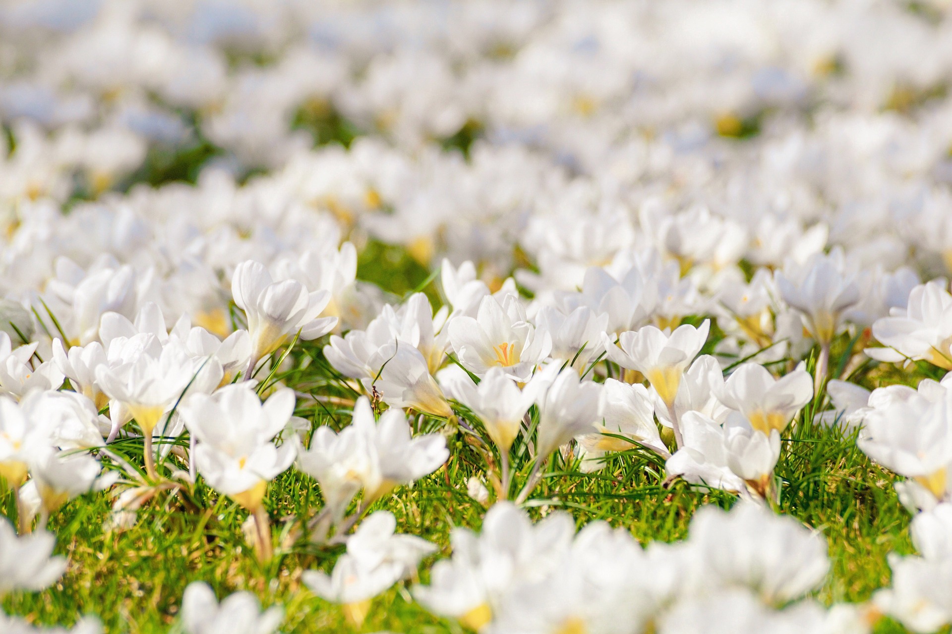 This image displays a lawn of white crocuses.